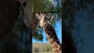 San Diego Safari Park