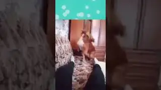 The 