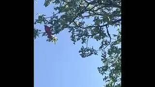 Beautiful Painted Bunting Song