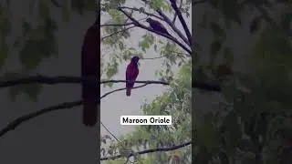 #birding #birdingcommunity #birdingphotography #birdwatching #birdwatcher #birdingadventure #birds