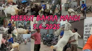 Meerut Bakra Mandi 5 June 2025#goat #azharvlogs #viralvideo #bakraeid #bakramandi #eid #youtubevideo
