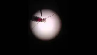 Rat Mite