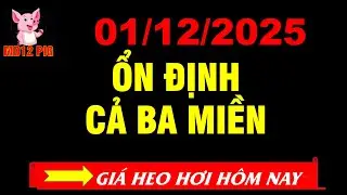 Gi&aacute; heo hơi h&ocirc;m nay 01/12/2025 | ỔN ĐỊNH CẢ BA MIỀN | md12pig #giaheohoihomnay #giaheohoi