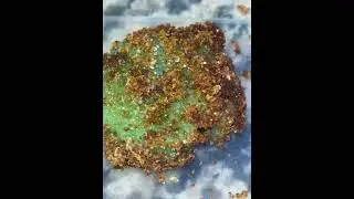 Bugs eating candy #bugs #insects #candyunboxing #candy #pov #buggy #animals #surprise