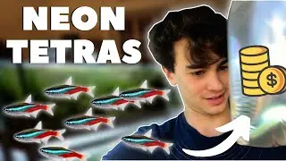 Buying NEON TETRAS to Breed for Profit!