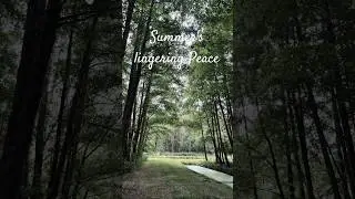 Peace from the remnants of summer Netherlands  #relax #netherlands #nature