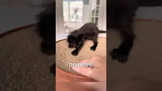 Учит котика точить когти 🥰 #истории #история #новости #новость #shorts