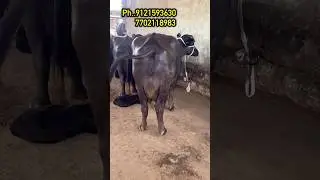 హర్యానాలో కొన్న గేదెలు విజయవాడ హైదరాబాద్ వెళుతున్నాయి... #murrah buffalo dairy#