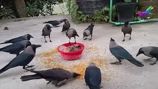 Beautiful Crow Video sounds and noises | Crow Are Crowing Foods and Fight &alpha;188