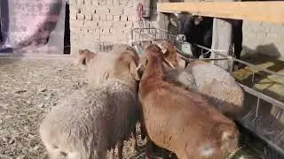 8 баш жаш ургачы козулар сатылат ‪+996 708 797 970‬