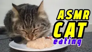 Asmr Cat Eating #184 | Eating Sound Asmr 