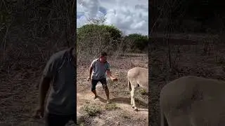 Hombre por necio es perseguido por un burro 🫏 🫏🫏🇩🇴🇩🇴🇩🇴