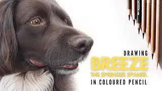 Drawing A Springer Spaniel In Colored Pencil | Realistic Dog Drawing