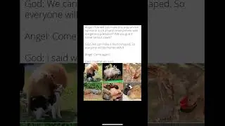 Capybara cap capybara #funny #memes #memesdaily #capybara #okayipullup