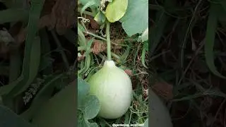 harvest my garden 🍈🍈🥒🥒 #organic #vegetables #harvesting @gardening_lover7469