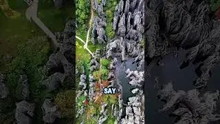 This forest can cut you open&hellip; and it&rsquo;s 100% real ⚔️🪨🌍