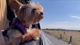 Walk With Luna 🐶💂&zwj;♀️ Yorkie Adventures in Greenwich Park