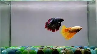 M65-M66 Male Fancy Yellow Mustard and Red Blue HM Premium Grade from Thailand.