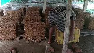 simple technique paddy mushrooms beds preparation 01