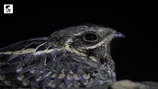 Indian Nightjar or Caprimulgus asiaticus in Natural Habitat