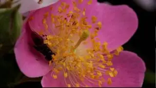 A fly feeds by sponging, then a bee pollinates a rose