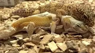 Leopard Gecko : First Mating : Spectacular! Part 2 - 2013.03.05