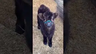 animals glow up #2