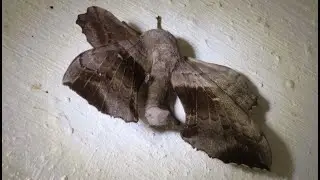 Laothoe populi, the poplar hawk moth,&Sigma;&phi;ί&gamma;&gamma;&alpha; &tau;&eta;&sigmaf; &lambda;&epsilon;ύ&kappa;&alpha;&sigmaf; Greece by Theo Fotiadis