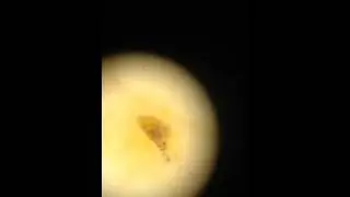 Young Mitella barnacle