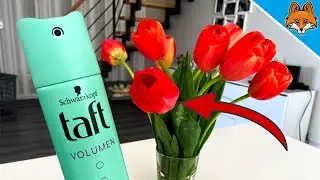 Spr&uuml;he HAARSPRAY auf deine Blumen und STAUNE WAS PASSIERT 💥