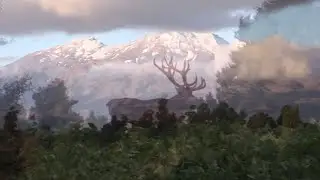 New Zealand Reg Stag Hunt Part 1