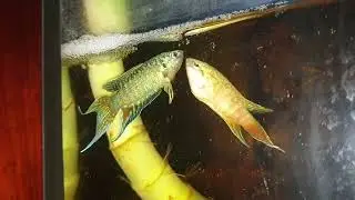 Macropodus opercularis breeding
