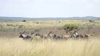 Eland Herd 1