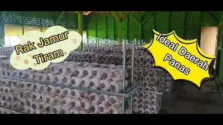Rak Jamur Tiram | Ideal Daerah Panas