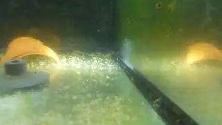 Amano Garnelen Zucht Larven im S&uuml;sswasserteil