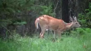 Whitetail Deer Video 2015
