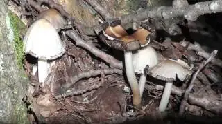 Coprinoid Mushrooms (Coprinus micaceus?) Showing Cap Autodigestion