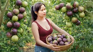 Harvesting Premium Star Apples &ndash; Taking Them to the Market to Sell | Ly Thi Thanh