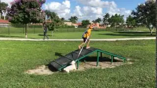 TIPS TO TRAIN YOUR SMALL DOG FOR AN AGILITY COURSE