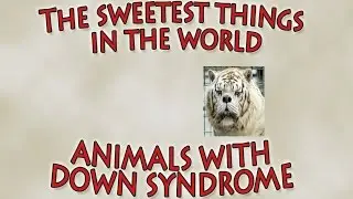 Animals With Down Syndrome - The cutest thing!
