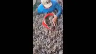 Ловите лягушек-быков и жаб - Ловите забавных лягушек-лягушек - Лягушачье хозяйство