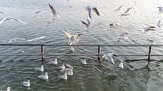 Flying Bird on Slow Motion#birds #flyingbirds #somnathtemple 