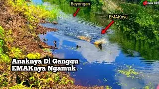 Emaknya Ngamuk Saat Anak&sup2;nya di Ganggu || Casting Ikan Gabus || @imam-KPJ #mancing