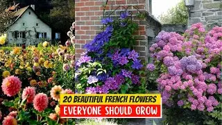 20 Beautiful French Flowers Everyone Should Grow