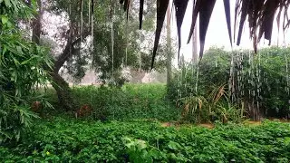 Lifestyle Nature 4K, Rainy Season - Life in Cambodia
