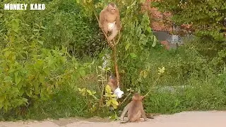 Monkey Kako Calling Baby Luna With Tiny Nina Hang On Tree Play Together