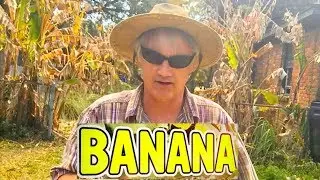 Amazing Winter Banana Plant Update ... in February!