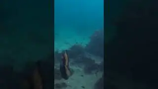 Triggerfish Attack on Koh Tao #triggerfish #kohtao #shorts
