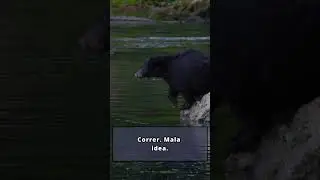 Osos y basura cubos &laquo;bear proof&raquo; y calma