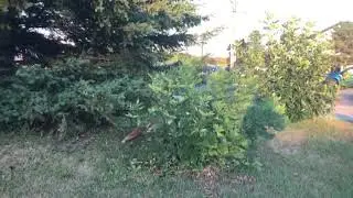 Baby fox first time chasing baby rabbit
